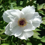 Pivónia drevitá (Paeonia suffruticosa) ‘XUE TA’ - výška 30-40 cm, kont. C2L